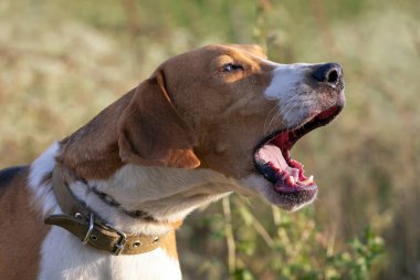 Park'ta bir yürüyüş sabah köpek avı ırkları.