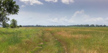 Güneşli bir günde bir yaz sabahı olgunlaşan buğday çiftlikleri.