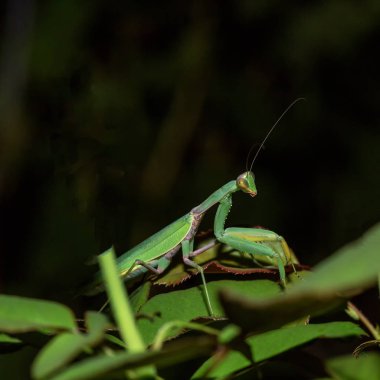 Geceleri Park avlar doğada Mantis.