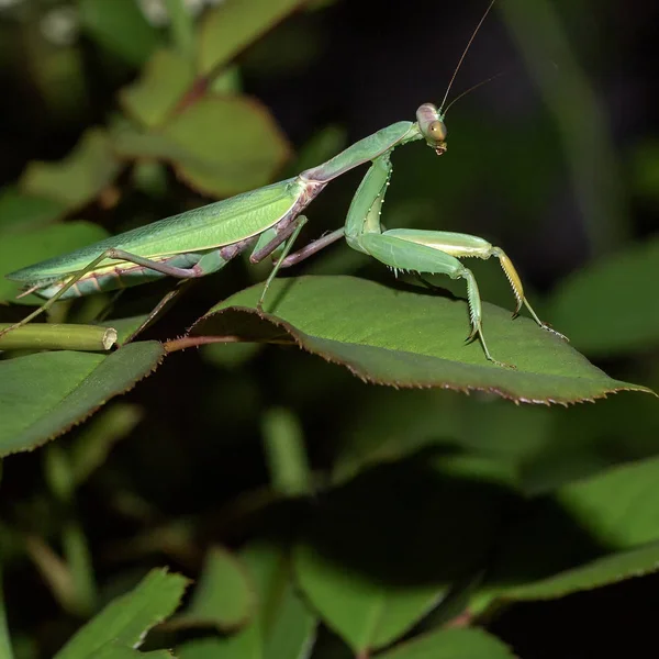 Mantide Nella Natura Nel Parco Caccia Notte — Foto Stock