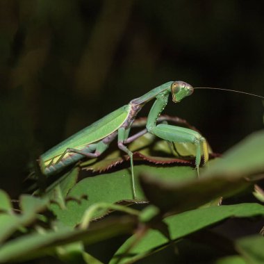 Geceleri Park avlar doğada Mantis.