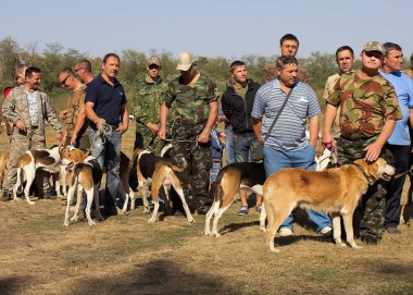 Krasnodar Bölgesi,Rusya Federasyonu,09.27.2015: Tazı Cinsi Köpekler Sergisi.