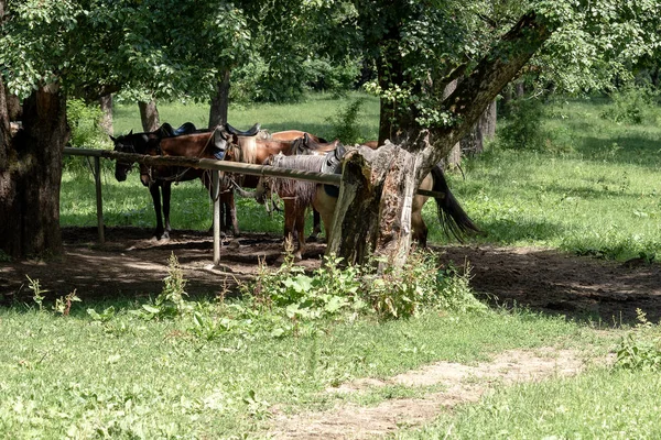 Dağ Binicilik Yaz — Stok fotoğraf