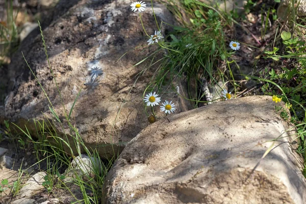 Природный Камень Природной Среде Солнечный День — стоковое фото