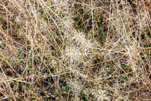 Trockenes Gras Auf Dem Feld Trockenes Sommerwetter — Stockfoto