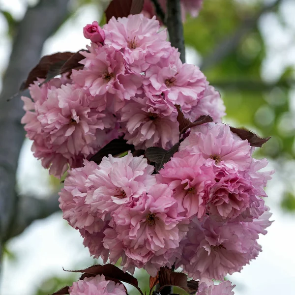 Wiśniowe Kwiaty Parku Miejskim Dniu Wiosny — Zdjęcie stockowe