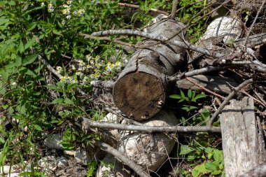 Ormanların modern ekolojisi, kereste atıkları böcekler için bir yaşam alanıdır.