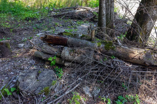 Ecologia Moderna Das Florestas Resíduos Madeira Habitat Para Insetos — Fotografia de Stock