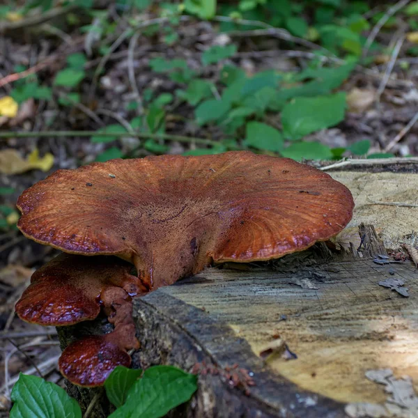 Funghi Nella Foresta Autunnale Mattina Soleggiata Montagna — Foto Stock