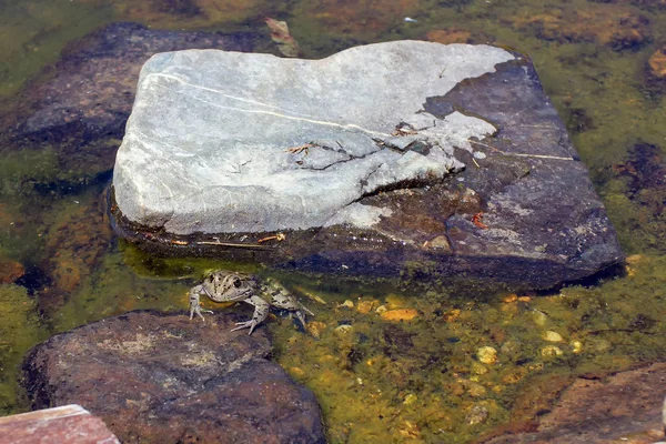 그들의 서식지에서 개구리 화창한 얕은에 바위에 새로운 — 스톡 사진