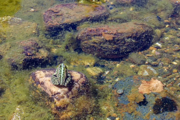 그들의 서식지에서 개구리 화창한 얕은에 바위에 새로운 — 스톡 사진