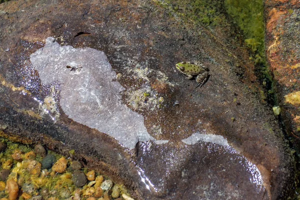 Лягушки Естественной Среде Обитания Новое Поколение Греется Скалах Мелководье Летний — стоковое фото