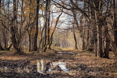 Doğada güneşli bir sonbahar gününde doğanın durumu.