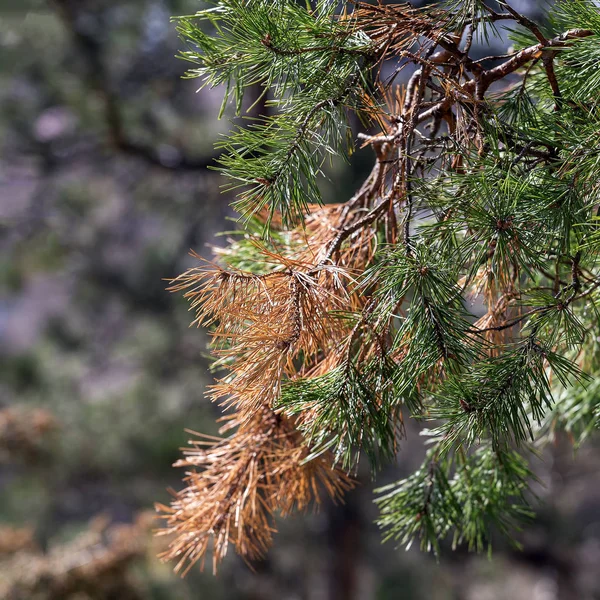 Kozalaklı bitki ve ağaçların hastalıkları, iğnerengi sarı, turuncu. Hastalık, Paris.