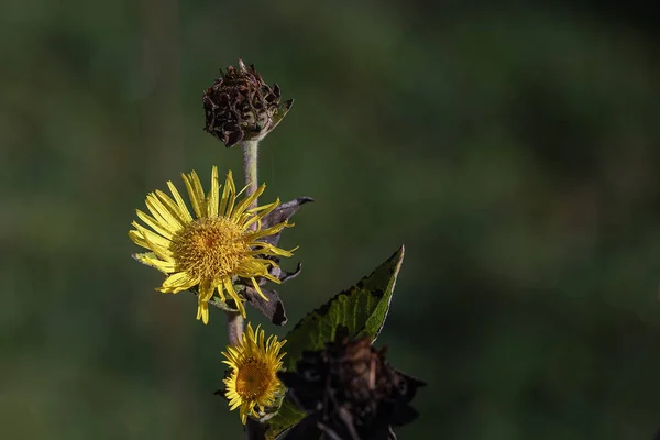Ősz Természetben Növények Természetes Színe Festékek Természetes Csendélet Kimenő Nyár — Stock Fotó