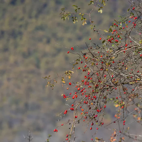 Autumn Nature Plants Natural Color Paints Natural Still Lifes Outgoing — Stock Photo, Image