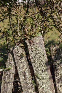 Doğal ahşap, kesilmiş, planlanmış, güneşte yanmış, yağışlara maruz kalmış, yağmur ve kar, dış dekorasyon için kullanılıyor..