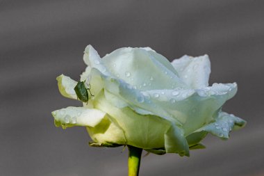 Sabah güneşinde sarı bir gül ve çiçeğin çiğ tanelerini içen bir böcek..