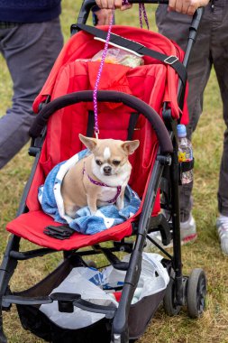 Maykop Adygea Bölgesi, Rusya Federasyonu, 09.21.2019: Pets ile yürüyüş halindeki bayram etkinlikleri.