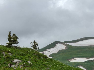 Yaz mevsiminde çayırlarda çiçek açan bitkiler, orman manzarası ve sıradağların manzarası..