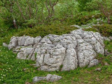 Subalpine çayır - nadir bitki türlerinin yetiştiği kayalık toprak.