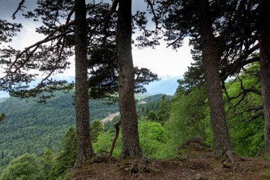 Zor dağ koşullarında yetişen çam ağaçları kayalar ve taşlı topraklarda.