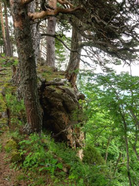 Zor dağ koşullarında yetişen çam ağaçları kayalar ve taşlı topraklarda.