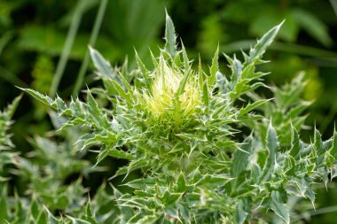 Bahar-yaz, çiçeklenen bitkiler ve otlar dağlardaki çayırlarda, güzel kokular ve bitki aroması.