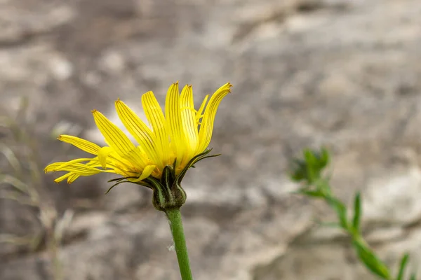 Jaro Léto Kvetoucí Rostliny Byliny Horských Loukách Vůně Vůně Flóry — Stock fotografie