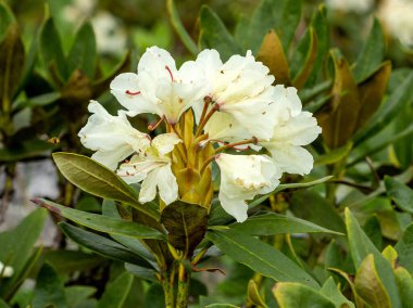 Dağ çayırlarındaki bitki ve otların yaz çiçekleri her renk ve renkten, doğanın maceraları..