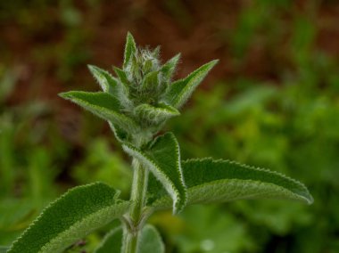 Dağ çayırlarındaki bitki ve otların yaz çiçekleri her renk ve renkten, doğanın maceraları..