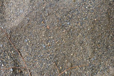 Nehrin dibini kaplayan doğal bir madde olan nehir kumu, büyüyen bitkilerle tuhaf bir yapıya sahiptir..