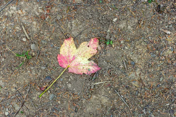 Herbstgelbes Blatt Auf Dem Sand Sonnigen Sommertagen — Stockfoto