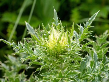 Dağ çayırlarındaki bitki ve otların yaz çiçekleri her renk ve renkten, doğanın maceraları..