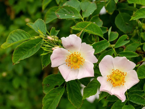 Sommar Blomning Örter Och Växter Bergsängar Olika Färger Och Färger — Stockfoto