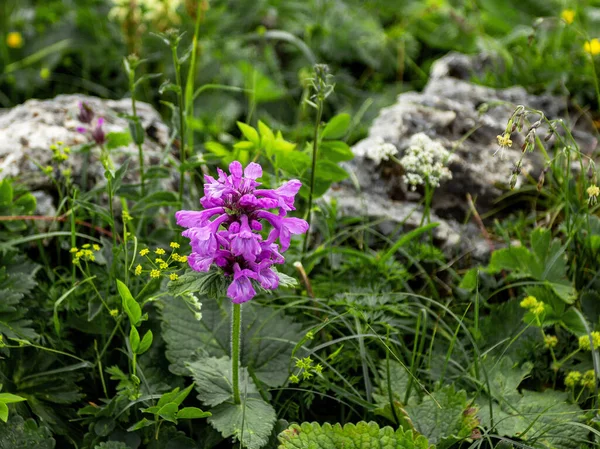 Floración Verano Hierbas Plantas Prados Montaña Variedad Todos Los Colores — Foto de Stock