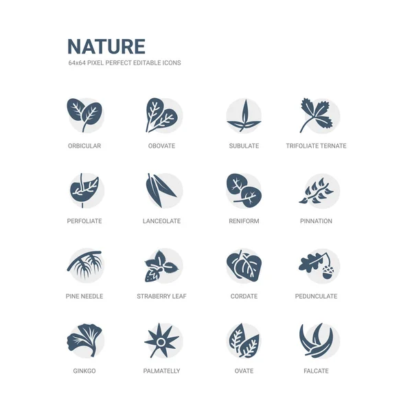 Eenvoudige set van iconen zoals falcate, ovale, palmatelly, ginkgo, pedunculate, geplaatste, straberry blad, pine needle, pinnation, reniform. Verwante natuur iconen collectie. bewerkbare 64 x 64 pixel perfect. — Stockvector