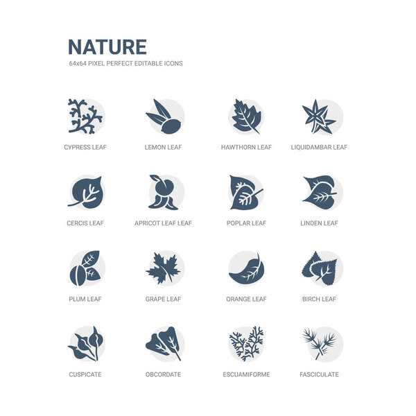 простой набор икон, таких как fasciculate, escuamiforme, obcordate, cuspicate, березовый лист, апельсиновый лист, виноградный лист, сливовый липовый тополь связанных с природой икон коллекции. съедобный 64-пиксельный
.