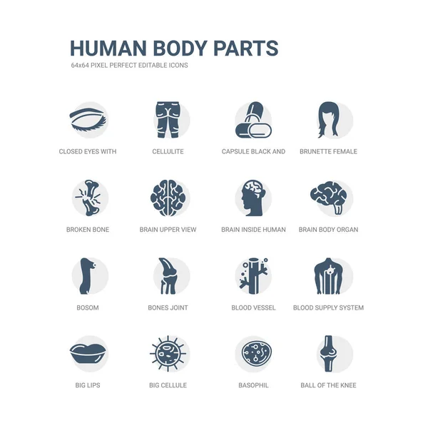 Simple set of icons such as ball of the knee, basophil, big cellule, big lips, blood supply system, blood vessel, bones joint, bosom, brain body organ, brain inside human head. related human body Royalty Free Stock Vectors