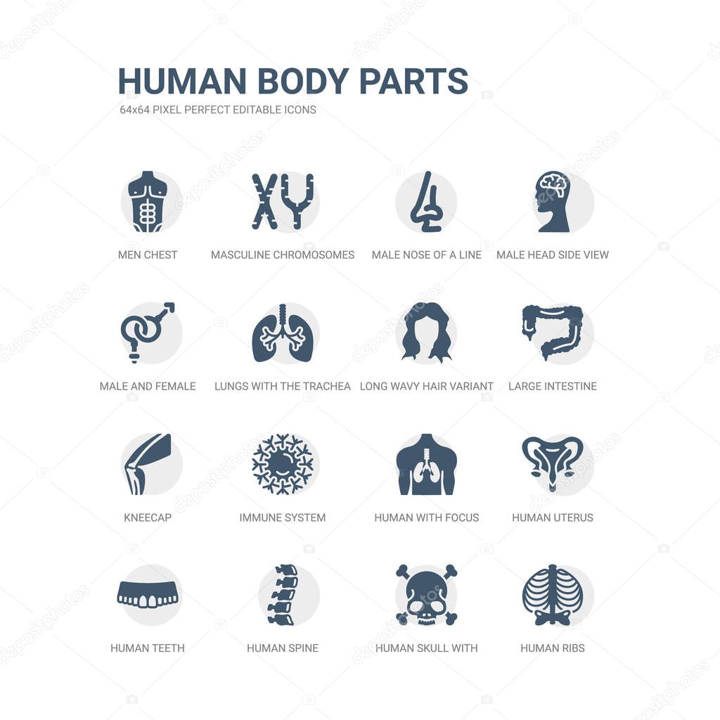 simple set of icons such as human ribs, human skull with crossed bones, human spine, teeth, uterus, with focus on the lungs, immune system, kneecap, large intestine, long wavy hair variant. related