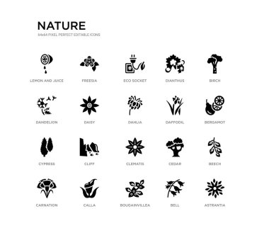 astrantia, kayın, bergamot, huş, çan, begonvil, karahindiba, Dianthus, Eko soket, freesia gibi 20 siyah dolu vektör simgeleri ayarlayın. Doğa siyah simgeler koleksiyonu. düzenlenebilir piksel mükemmel