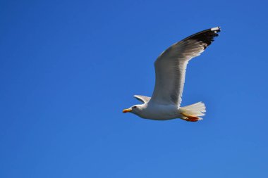 Bir beyaz deniz martı kanatları geniş yayılmış olan mavi gökyüzünde süzülerek