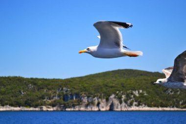 İki deniz-martı kanatları geniş yayılmış olan su üzerinde uçuyor. Arka planda orman ve mavi gökyüzü ile kaplı taşlar.