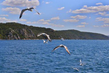 Altı deniz martı kanatları geniş yayılmış olan suyun üstünde birbiri ardına farklı yükseklikte uçuyor. Taş ormanı ile kaplı ve bir tekne vardır arka planda.