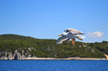 İki deniz-martı kanatları geniş yayılmış olan su üzerinde uçuyor. Arka planda orman ve mavi gökyüzü ile kaplı taşlar.