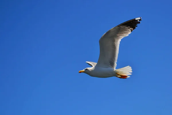 One white sea gull with wings wide spread is gliding in the blue sky