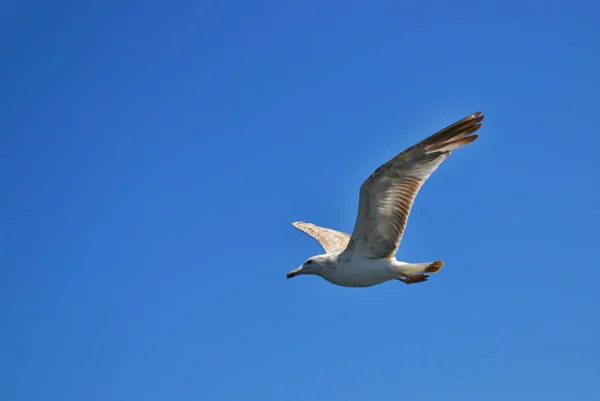 White Sea Gull Wing Wide Spread Gliding Blue Sky — Stock Photo, Image