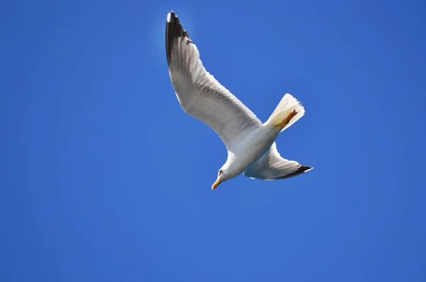 A white sea gull with wing wide spread dives down in the blue sky