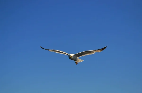 One white sea gull with wings wide spread and legs crossed is flying right into the frame. Summer, blue sky