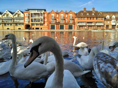 Thames nehrinde Windsor, Büyük Britanya büyük beyaz kuğu sürüsü. Yaz, güneşli havalarda.